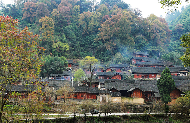 《碧江茶園山》